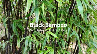 Black Bamboo  All You Need to Know  Our Japanese Garden Escape [upl. by Saraann]