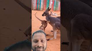 viralanimalsshorts viral kangaroo babykangaroo kangarooshorts [upl. by Coady809]