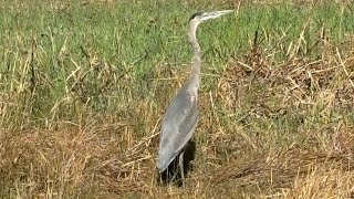 Great Blue Heron Ardea herodias birds coastal Wildlife [upl. by Meaghan]