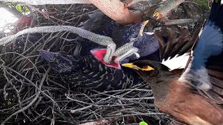 Common myna Baby Birds Eat Snakes [upl. by Elliott]