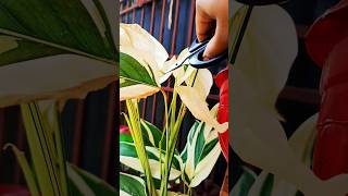 plantpropagation gardening garden shortvideo [upl. by Leachim]