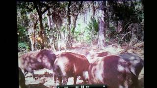 Green Swamp WMA Central Florida public land hog hunting [upl. by Annayr]