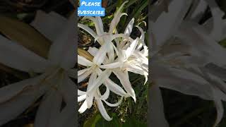 winter season first Crinum americanum flowers amp flowering justin shorts short justinbiber song [upl. by Sheffie]