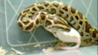 Dwarf Burmese Python [upl. by Tnilc106]