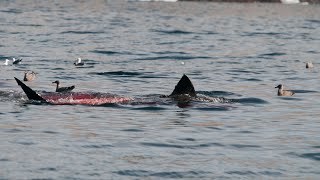 Great White Shark Predation attack and feeding on Elephant Seal at the Farallon Islands [upl. by Yerfoeg]