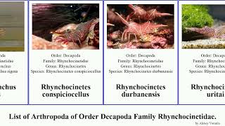 List of Arthropoda of Order Decapoda Family Rhynchocinetidae cinetorhynchus rhynchocinetes typus [upl. by Ilaire]