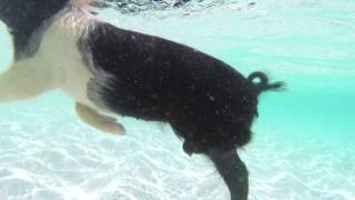 World Famous Swimming Pigs of Exuma [upl. by Selassie]