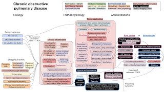 Chronic obstructive pulmonary disease COPD mechanism of disease [upl. by Ynitsed435]