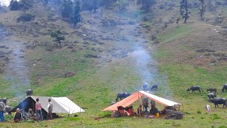 Organic Nepali Mountain Village Life Shifting Buffalo Shelter Into New Pasture Rural Life Of Nepal [upl. by Mead147]