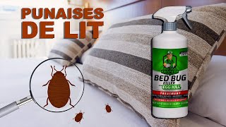 LES PUNAISES DE LIT COMMENT SEN DÉBARRASSER  BED BUG KNOCKER Killers [upl. by Aubree786]