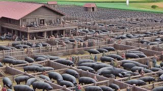 How Korean Farmers Profit 19 Million a Year from Black Pigs Black Pig Farm [upl. by Solracsiul]