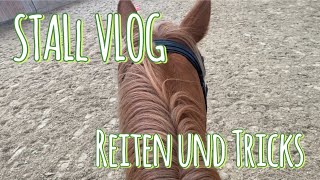 Happy lernt die ersten Zirkustricks  Reitstunde  Stallvlog [upl. by Maer]