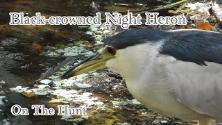 Blackcrowned Night Heron on the Hunt in South Florida Wetlands [upl. by Ytoc]