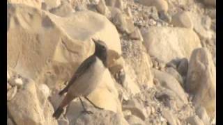 Kurdish Wheatear Oenanthe xanthoprymnaRedrumped Wheatear [upl. by Toby448]