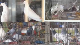 top quality pigeons loft beautiful kabootar Hasilpur birds market mandi to day IRFAN85F [upl. by Ashlin274]