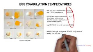 Egg coagulation temperatures explained in 1 minute [upl. by Rory]