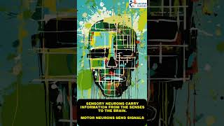 quotSensory Neurons Send Signals to the Brain While Motor Neurons Activate Muscles 🧠💪 Neuroscience [upl. by Metah]