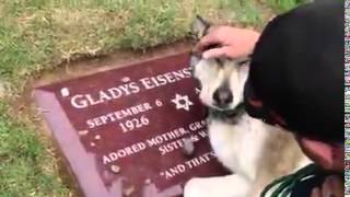 Top Video Un Chien Pleure Sur La Tombe De Son Maître 2016 HD [upl. by Benildas]