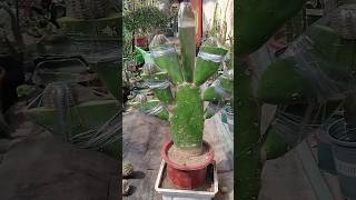 shorts Useful tips for cactus 🌵 cacti plants gardening 선인장 [upl. by Kooima]