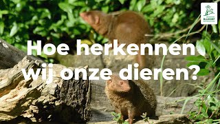 Hoe herkennen wij onze dieren [upl. by Nylesor163]