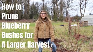 How to Prune a Blueberry Bush for a Larger Harvest [upl. by Sherry]