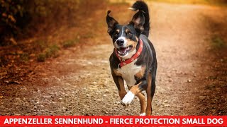 APPENZELLER SENNENHUND  FIERCE PROTECTION SMALL DOG [upl. by Brant]