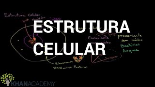 Estrutura Celular  Biologia  Khan Academy [upl. by Onairda]