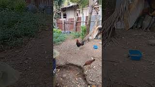 panabong na manokmanok thanksforwatching [upl. by Arimak337]