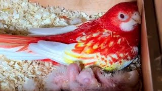 Documentary on rosella parrots  From Eggs to Chicks Breeding Rosella Parrots Successfully [upl. by Innad735]