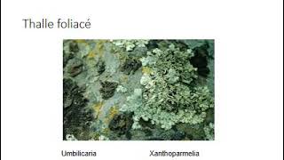 cours de biologie végétal thallophytes les lichens [upl. by Aldwon]