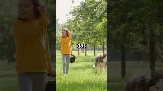 Unterschied Wolf und Hund tierliebe tiere naturhund wolf facts naturwunder facts [upl. by Liagabba]