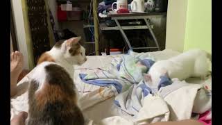 Sneaky Blind Cat Annoying the Roommate [upl. by Cnahc]