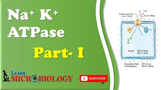 NaK ATPase  Part1 [upl. by Nazus5]