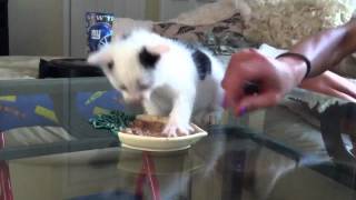 Hungry kitten protecting his food and getting mad [upl. by Eiggep]