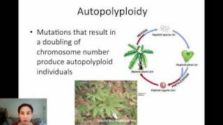 Sympatric Speciation via Polyploidy [upl. by Nitsugua]