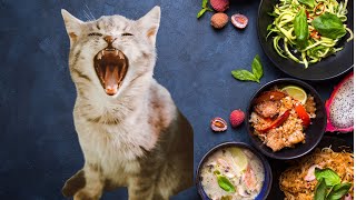 Ultimate Funny Cats Gagging Compilation The Funniest Reactions Ever 😸 [upl. by Morse]