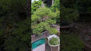 Cắt tỉa lại cây Linh sam 86 Châu Ngọc vlog amp bonsai bonsai [upl. by Ynnelg415]