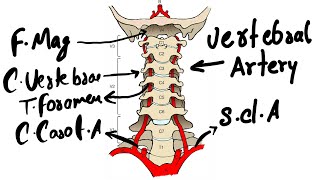 Vertebral artery [upl. by Eneja359]