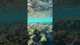 Marsa Alam Reef amp Snorkeling a Coraya Bay [upl. by Shelba155]