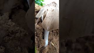 Mushroom🍄🍄 mushroom farming mushroompicking nature mushroomhunting [upl. by Aynekat]