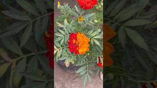 Jafari Marigold nature nature viralvideo garden quran shorts islamic gardening shortvideo [upl. by Nimaj]