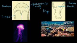 Phylum Cnidaria  Animal kingdom  Biology  Khan Academy [upl. by Aihsercal]