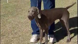 Weimaraner German Hunting Dog [upl. by Ferdie74]