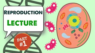 MCAT Biology Lecture Reproduction 14 [upl. by Lorie89]