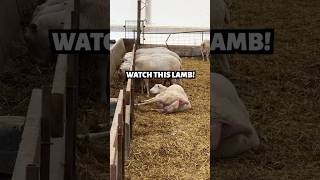 THIS NEWBORN LAMB CAME OUT DANCING💃💃 cute sheep lambing [upl. by Terrye842]