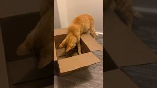 Boxes make him freak out 😆📦 cat shorts box cute trending funny fyp orange viral kitty [upl. by Notlit]