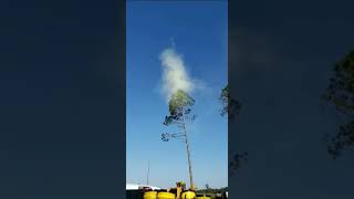 Pollen Cloud Forms During Tree Removal  1023704 [upl. by Adnerol]