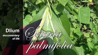 Palmgrass Setaria palmifolia  part 3 [upl. by Alphonsine798]