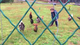 ATTAQUE JEUNE COQ SUR ENFANT DE 7 ans  COURSE POURSUITE MÉMORABLE  🤣 [upl. by Ennaeerb823]