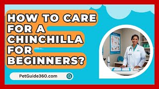 How To Care For A Chinchilla For Beginners  PetGuide360com [upl. by Eydnarb]